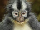 Thomas-se-langur (Presbytis thomasi), 7 of 7