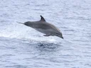 Indo-Pasifiese springvis (Tursiops aduncus), 2 of 3
