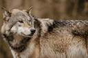 Wolf-Sichtung in Leverkusen: Karnevalszug unterbrochen

Ein Wolf stoppt den Karnevalszug in Leverkusen. Lesen Sie alle Details zur Sicherheitslage, zum aktuellen Wolfsbes