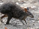 Donker pademelon (Thylogale brunii), 2 of 2