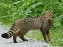 Europese wildekats (Felis silvestris), 1 of 3