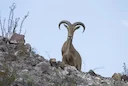 Aoudad Hunting: The Poor Man’s Sheep
Like countless other big game hunters across the U.S., I dream of one day roasting tenderloins in a high-altitude camp as the flicker