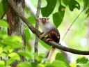 Aripuanã-marmoset Aripuanã-marmoset