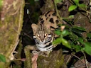Asiatiese luiperdkat (Prionailurus bengalensis), 2 of 4