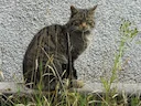 Europese wildekats (Felis silvestris), 2 of 3