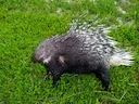 Stekelvark (Indiese stekelvark) (Hystrix indica), 2 of 3