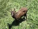 Filippynse rusa (Mariannasrusa)