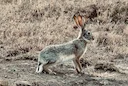Chasse au lièvre au Maroc : Guide complet pour les passionnés

Le Maroc, terre de contrastes et de traditions ancestrales, offre également des opportunités de chasse exce