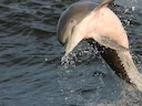 Gewone bottelneusdolfyn (Tursiops truncatus), 5 of 6