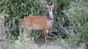Bosbok (Bosbokram) (Tragelaphus scriptus scriptus), 1 of 2