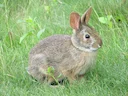 New England se Katoenstertkonyn (Sylvilagus transitionalis), 4 of 5