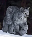 Canadian Lynx
📷 Kevin Smith of Wild Wild West Photography