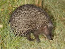 Groot egeltanrek (Setifer setosus), 2 of 5