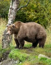 Bruinbeer (Siberiese bruinbeer) (Ursus arctos collaris), 2 of 3