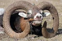 Die Jagd im Salzburger Land: Besonderheiten, Waldreichtum, Saisonzeiten, Jäger, Jagdarten, Grundlagen, Organisationen, Brauchtum, Fakten
Landschaftliche Beson Die Jagd im Salzburger Land: Besonderheiten, Waldreichtum, Saisonzeiten, Jäger, Jagdarten, Grundlagen, Organisationen, Brauchtum, Fakten
Landschaftliche Beson