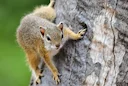 WHY YOU NEED TO BE HUNTING SQUIRRELS RIGHT NOW

What if I told you about a hunting opportunity that’s happening right now, which offers abundant access to productive land