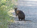 Rooinekpademelon (Thylogale thetis), 3 of 4