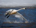 Proposed Tundra Swan Hunt on Prairies Sparks Concern for Trumpeter Swan Safety 

The federal government is proposing to establish a new tundra swan hunting season in Albe