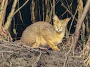 Rietkat