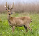 Pampashert (Bezoarhert) (Ozotoceros bezoarticus), 1 of 5