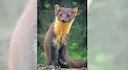 Exotic, rare wildlife species found in India

Hyderabad: India is the world’s 8th most biodiverse region. Our country encompasses a wide range of biomes: desert, high mou