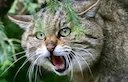 В Беларусь возвращаются дикие лесные коты: редкий вид после столетнего отсутствия

Meta-description: Европейский лесной кот (Felis silvestris) замечен в Беларуси после 10