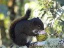 Andes-ekster (Sciurus pucheranii), 3 of 7