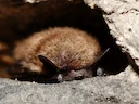 Baardvlermuis (Myotis mystacinus), 3 of 3