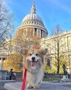 Welsh corgi, either of two breeds of working dogs developed to handle cattle. They are similar in appearance but are of different origins. Their resemblance results from Welsh corgi, either of two breeds of working dogs developed to handle cattle. They are similar in appearance but are of different origins. Their resemblance results from
