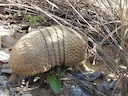 Drieband-armadillo (Tolypeutes tricinctus), 6 of 6
