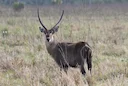 Tororo District Uganda Hunting Adventures: Dry Season Plains Game, Wetland Birds & Community-Based Conservation

Geographical Features and Natural Landscape

Tororo, a di