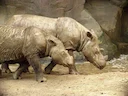 Sumatra-seenhorning