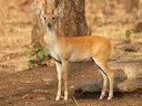 Vierhoringsantilope (Tetracerus quadricornis), 2 of 5