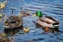 LPO & WWF: acquisition de 582 ha au marais de Mazerolles, quelles conséquences pour la chasse en Loire-Atlantique ?

Achat marais Mazerolles LPO WWF 582 hectares : prix, 