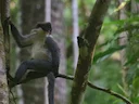 Kutai-grys-langur