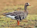 
Die Gans, ein majestätisches und geselliges Wesen, bereichert mit ihrer Präsenz die malerischen Landschaften unserer Natur. Von den weiten Wiesen bis zu den sanften Ufer