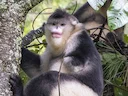 Swart stompneusapie (Rhinopithecus bieti), 2 of 4