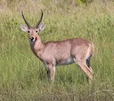 Rietbok (Rietreekbos)