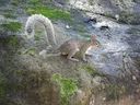 Collie-seekhoring (Sciurus colliaei), 4 of 4