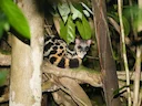 Gebandeerde linsang (Prionodon linsang), 5 of 5