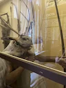 Hats with horns are hats equipped with the horns of various animals, more often bison, or their imitation. They were distributed as military and ceremonies among the Nort