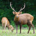 Expanded Hog Deer Hunting Opportunities Announced for Gippsland Lakes

A major expansion of balloted Hog Deer hunting in the Gippsland Lakes region will open up significa