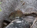 Paddarant (Polinesiese rattus)