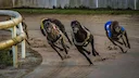 XV Copa de León de Galgos en Campo en España: Velocidad, Estrategia y Naturaleza en Villalobos (Zamora)
La XV Copa de León de Galgos en Campo, una de las competiciones d XV Copa de León de Galgos en Campo en España: Velocidad, Estrategia y Naturaleza en Villalobos (Zamora)
La XV Copa de León de Galgos en Campo, una de las competiciones d