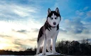 Huskies er energiske og atletiske. De har normalt en tyk dobbelt pels, som kan være grå, sort, kobberrød eller hvid.En sådan pels beskytter mod nedkøling i frostvejr. Der Huskies er energiske og atletiske. De har normalt en tyk dobbelt pels, som kan være grå, sort, kobberrød eller hvid.En sådan pels beskytter mod nedkøling i frostvejr. Der