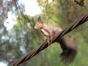 Rooie eekhoring (Eekhoring) (Sciurus vulgaris), 3 of 3