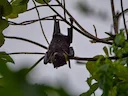 Marianne-vlermuis (Pteropus mariannus), 1 of 3