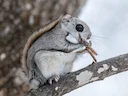 Europese gly-ekhoring (Pteromys volans), 2 of 5