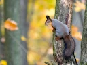 Rooie eekhoring (Eekhoring) (Sciurus vulgaris), 2 of 3