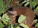 Groot egeltanrek (Setifer setosus), 1 of 5